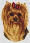 (image for) Yorkshire Terrier - Longhaired II